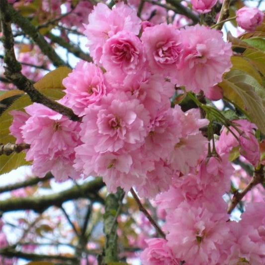 Kwanzan Japanese Flowering Cherry Tree, 8-14 Inch Tall, Live Cherry Blossom Plant in 2.5 Pot, Ready to Plant