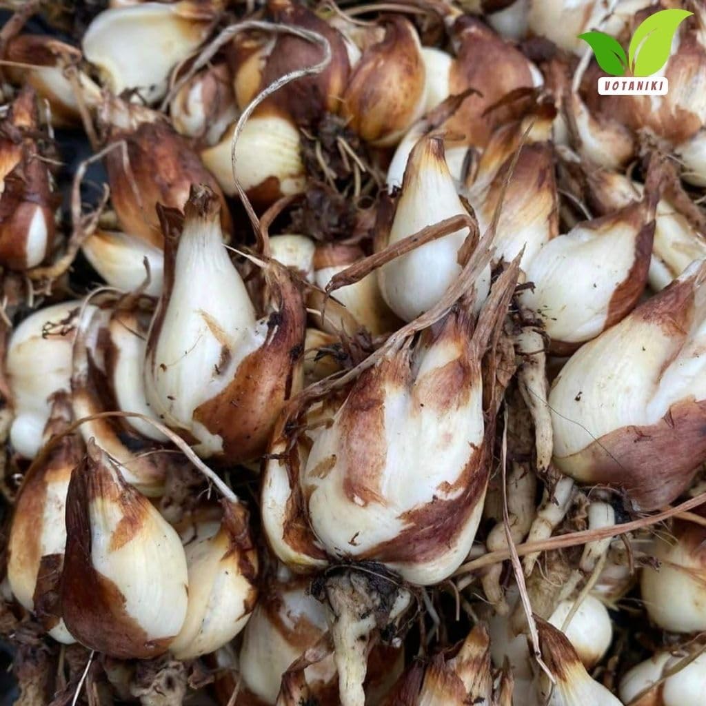 Votaniki Tigridia Pavonia 'Alba' Grandiflora - Perennial Tigridia Flowering (Tiger Flower) Bulbs | Summer Flowers, Tigridia Bulbs - Easy to Grow (3 Pack)