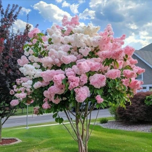 Hydrangea Bush Tree Plants Live, 5-9" Tall, No Pot, Dormant in Winter, Change Color Perennial Planting Indoor Outdoor, Long Lasting Blooms Flower (Can Trim as Tree, Pink White)