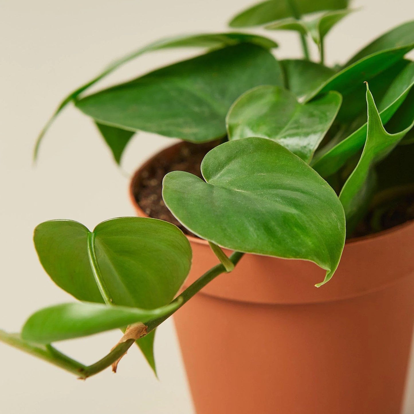 2 Pack Philodendron Cordatum Heartleaf in 3in Pot - Live Plants Tropical Houseplants | Variegated | USA Growers | The Snobby Leaf
