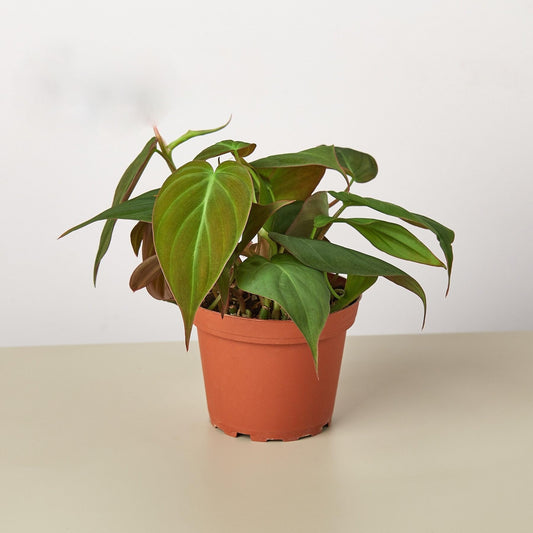 Philodendron 'Velvet' | Live Plant for Indoor & Outdoor | for Living Room, Office, Bathroom | 4" Pot, White Cylinder