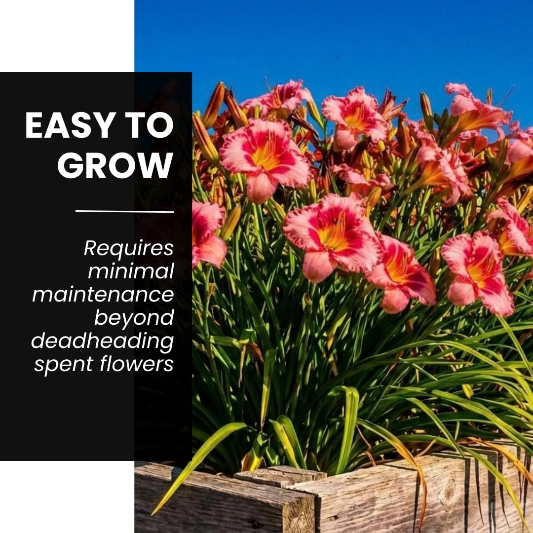 Lipstick and Lies Daylily Bulbs for Planting – Pink and Red Bi-Color Hemerocallis Perennial Flower – Hardy Summer Blooming Garden Lily – Easy Care Outdoor Flower Bulbs (1 Bulb)