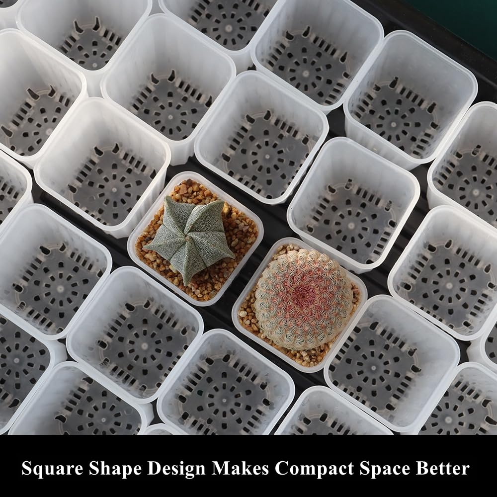 BangQiao 60 Pack 1.95 Inch Tiny Clear Plastic Square Nursery and Seedling Pot, Mini Deep Transplant Seed Starter Planter with Drain Hole for Germination, Herb, Succulent