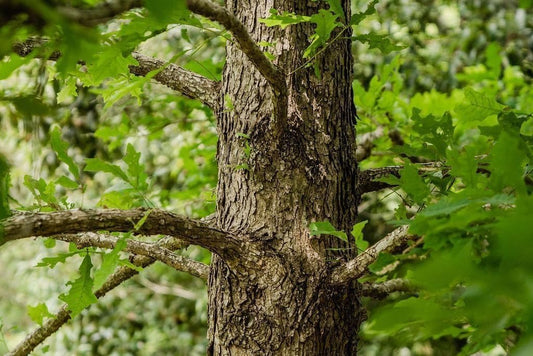 Overcup Oak Tree | 10 Live Seedlings | Quercus Lyrata | Ideal for Landscaping & Shade | Long-Lasting & Resilient Plant