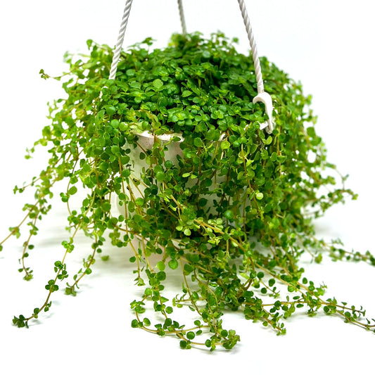 Pilea Depressa Live Plant with Hanging Basket - 4.5Inch Pilea Plant - Trailing Hanging Plants - Baby Tears Fully Rooted House Plants for Home Office Decorations & Birthday Gift(Heat Pack Included)
