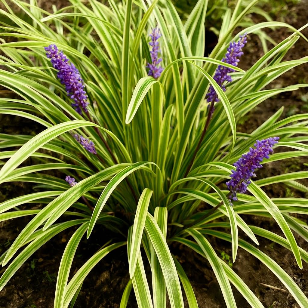 Perennial Farm Liriope M. 'Variegata' (Variegated Lilyturf) – Ornamental Grass in #1 Container, Lilac-Purple Flower Spikes, Variegated Green & Cream Foliage, Shade Tolerant, Great for Borders & Edging