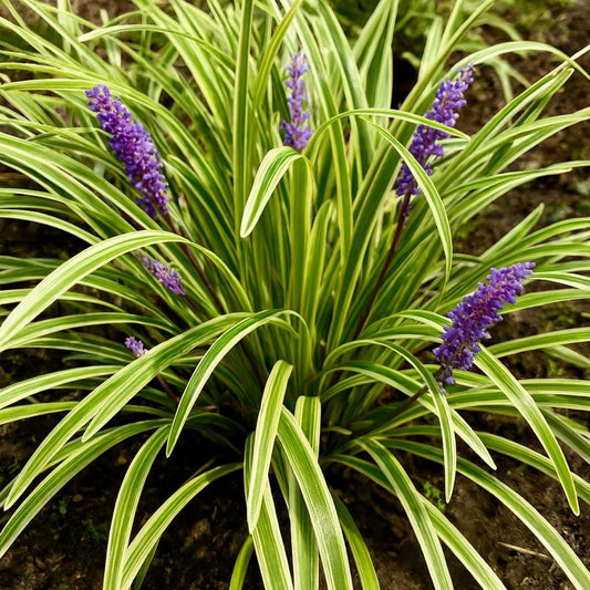 Perennial Farm Liriope M. 'Variegata' (Variegated Lilyturf) – Ornamental Grass in #1 Container, Lilac-Purple Flower Spikes, Variegated Green & Cream Foliage, Shade Tolerant, Great for Borders & Edging