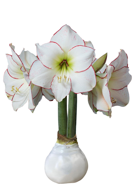 White Wax Picasso Amaryllis Bulb 32/34cm