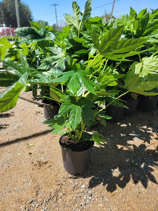 Fatsia Japonica (Japanese aralia) - Live Plant - 2 Gallon Pot