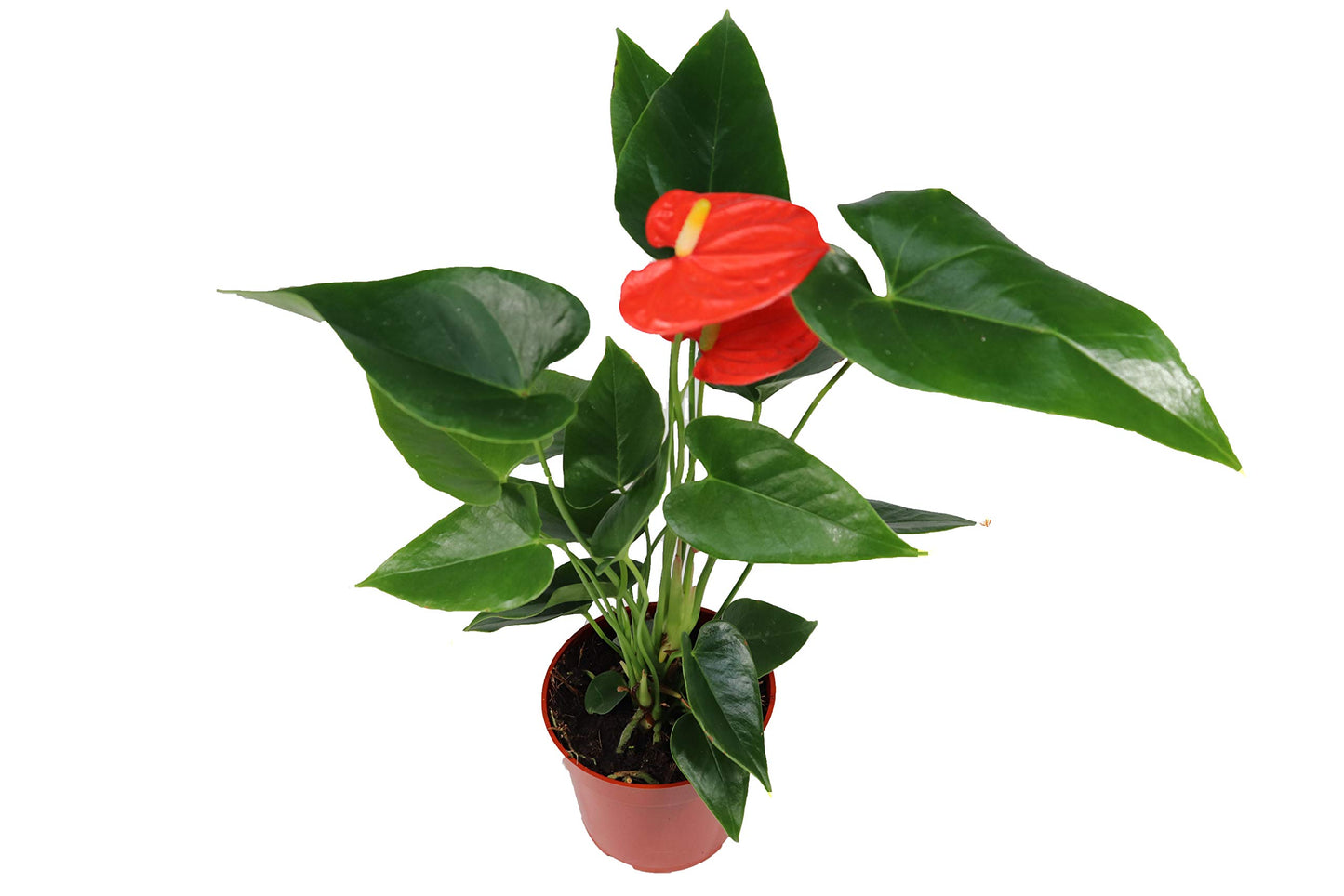 Orange Anthurium - 4" from California Tropicals