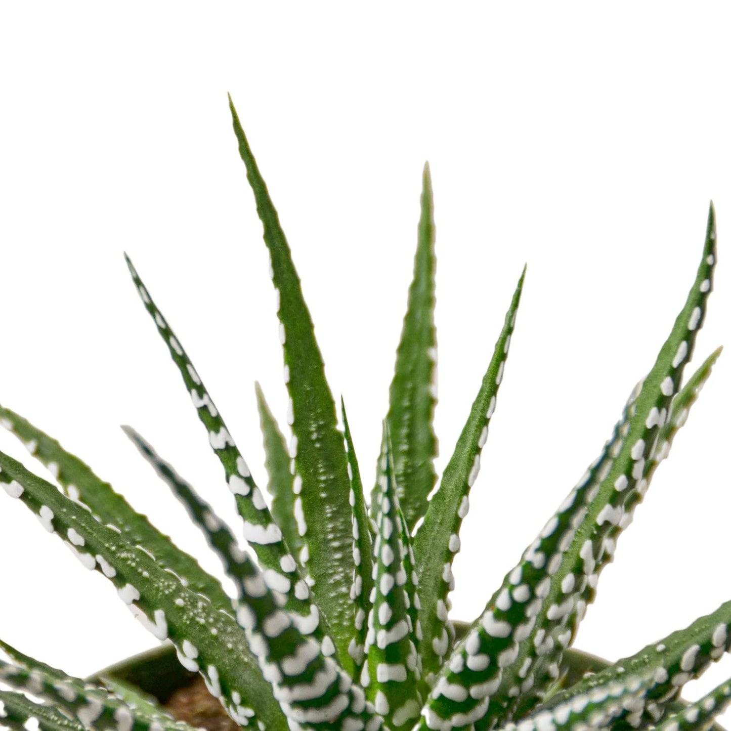 7 Pack Zebra Succulent in 4in Pot - Live Plants Tropical Houseplants | Variegated | USA Growers | The Snobby Leaf