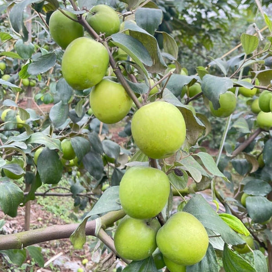 Thai Jujube Plant, Live 2-3 Ft Jujube Fruit Tree for Outside Planting, Large Green Jujube Tree Plant