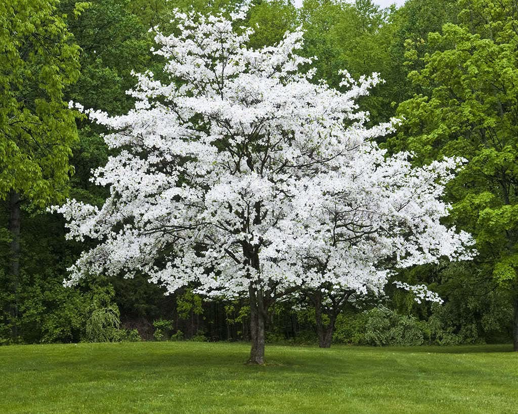 White Flowering Dogwood Tree - 10-16" Tall Live Plant - Quart Pot - Potted Seedling - Cornus Florida - Ready to Plant