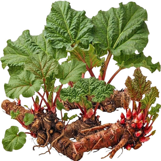 5 Red Rhubarb Roots Crown, Large Rhubarb Rhizomes, Hardy Perennial Vegetable Gardening