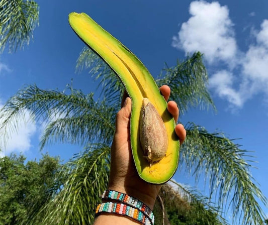 Avocado Long Neck (perseamericana) Live Fruit Tree (Aguacate) (10inch-1ft) Cuello Largo