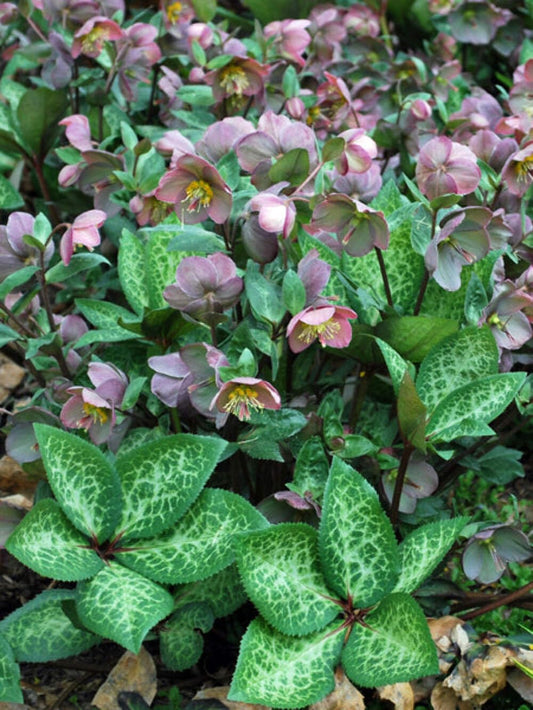 Perennial Farm Marketplace Helleborus Frostkiss® Penny’s Pink (Lenten Rose) Live Perennial, Size-#1 Container, Mauve Pink Late Winter to Spring Flowers with Marbled Evergreen Foliage