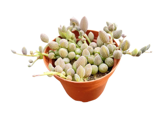 String of Watermelons, Live Trailing Succulent Fully Rooted in 4" Pots with Soil Mix, Rare House Plant for Home Office Wedding Hanging Decoration, DIY Projects, Party Favor