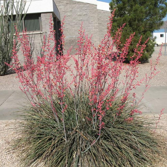 Red Yucca Live Plant, Yucca Succulent Plant Potted 4 to 8 Inch Tall, Live Outdoor Garden Plants in 4" Pot
