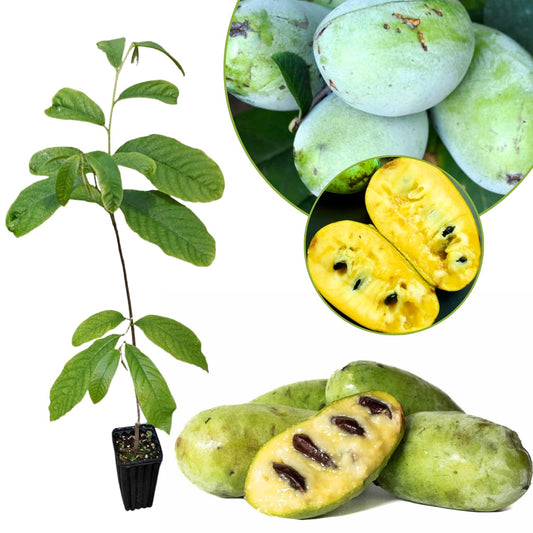 Live Pawpaw Tree 6-15 Inch Tall, Paw Paw Plant for Outdoor Planting, Quart Pot, Cold-Hardy Fruit Tree for Home Orchard