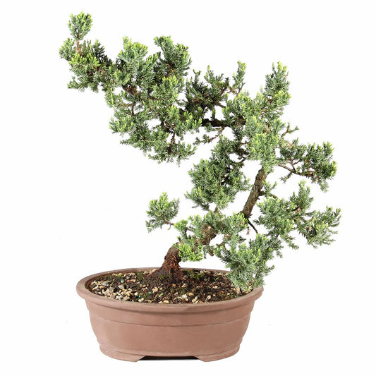 Brussel's Bonsai Live Green Mound Juniper Bonsai Tree - Large, 7 Year, 12 to 16 Inches - Outdoor Bonsai Tree Live with Bonsai Pot