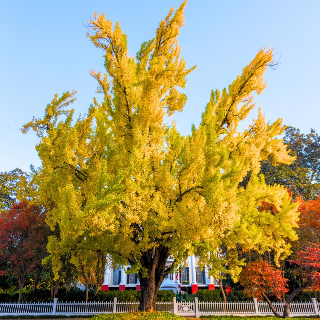 1 Year Old Ginkgo Tree Live Plant for Outdoor Growing, 6-8 Inches in Tall in 4" Pot
