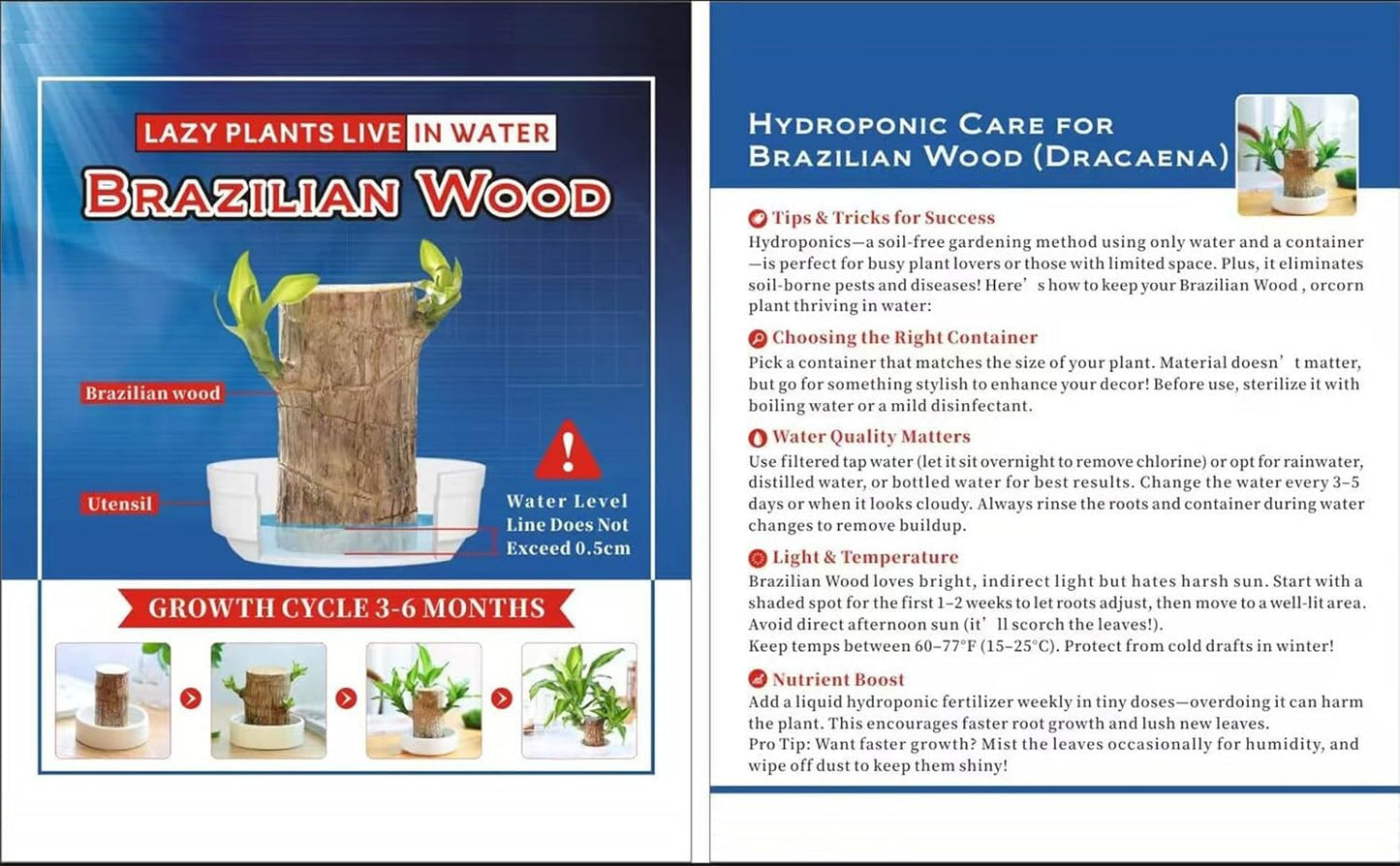Brazilian Lucky Wood，Easy to Maintain and Purify the Air Brazilian Wood，Suitable for Living Rooms, Kitchens, Bedrooms, Desks, and Outdoor Gardens (2A)