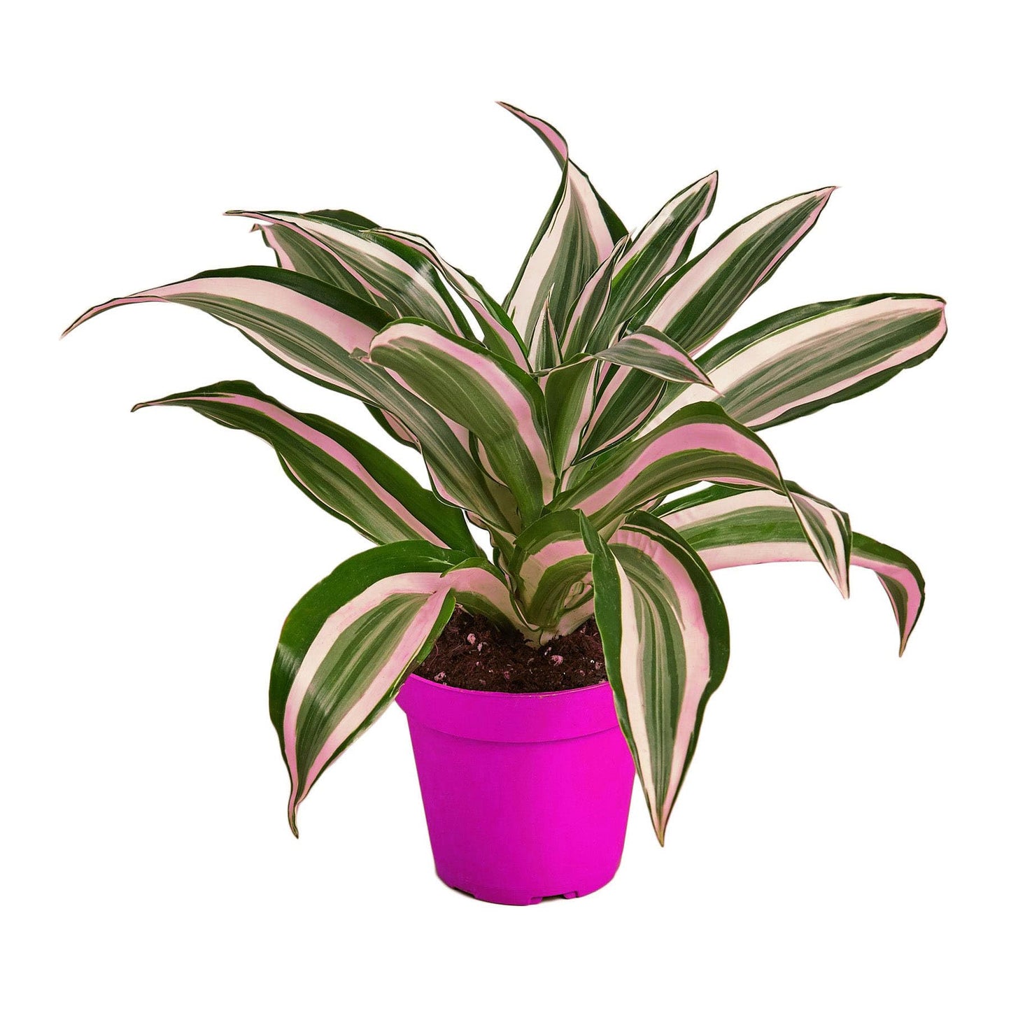 2 Pack Dracaena 'Warneckii White Jewel' - 4" Pot in 4in Pot - Live Tropical Houseplant - Easy to Grow | Air Purifying | Variegated | USA Growers | The Snobby Leaf