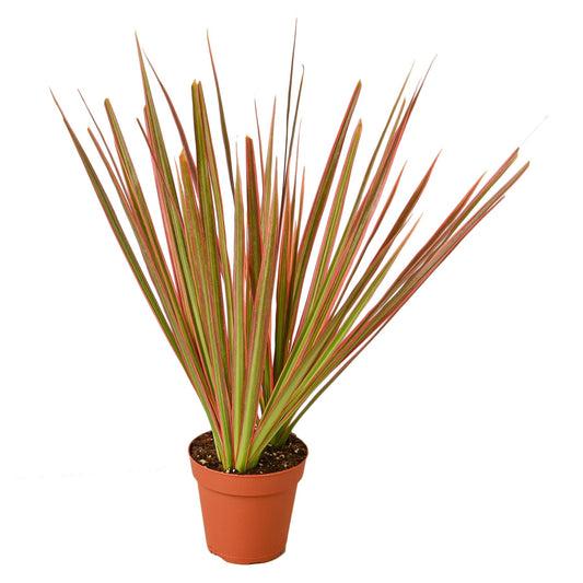 Dracaena 'Colorama' | Live Plant for Indoor & Outdoor | for Living Room, Office, Bathroom | (4" Pot)