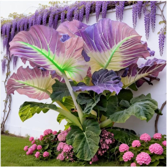 IMPWWSOR Elephant Ear Bulb for Outdoor Planting, Strong Foliage Texture Contrast