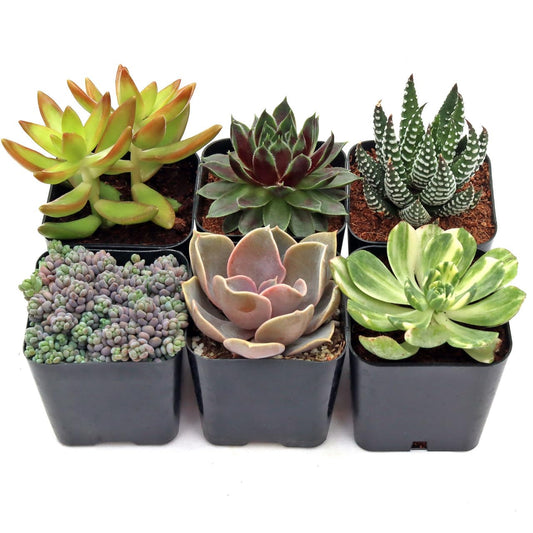 Mountain Crest Gardens Ultimate Succulent Variety Pack - 6 Unique Live Plants, Rooted in 2 inch Pots - Indoor/Outdoor Real Succulents for Garden Decor, Favors, DIY Arrangements