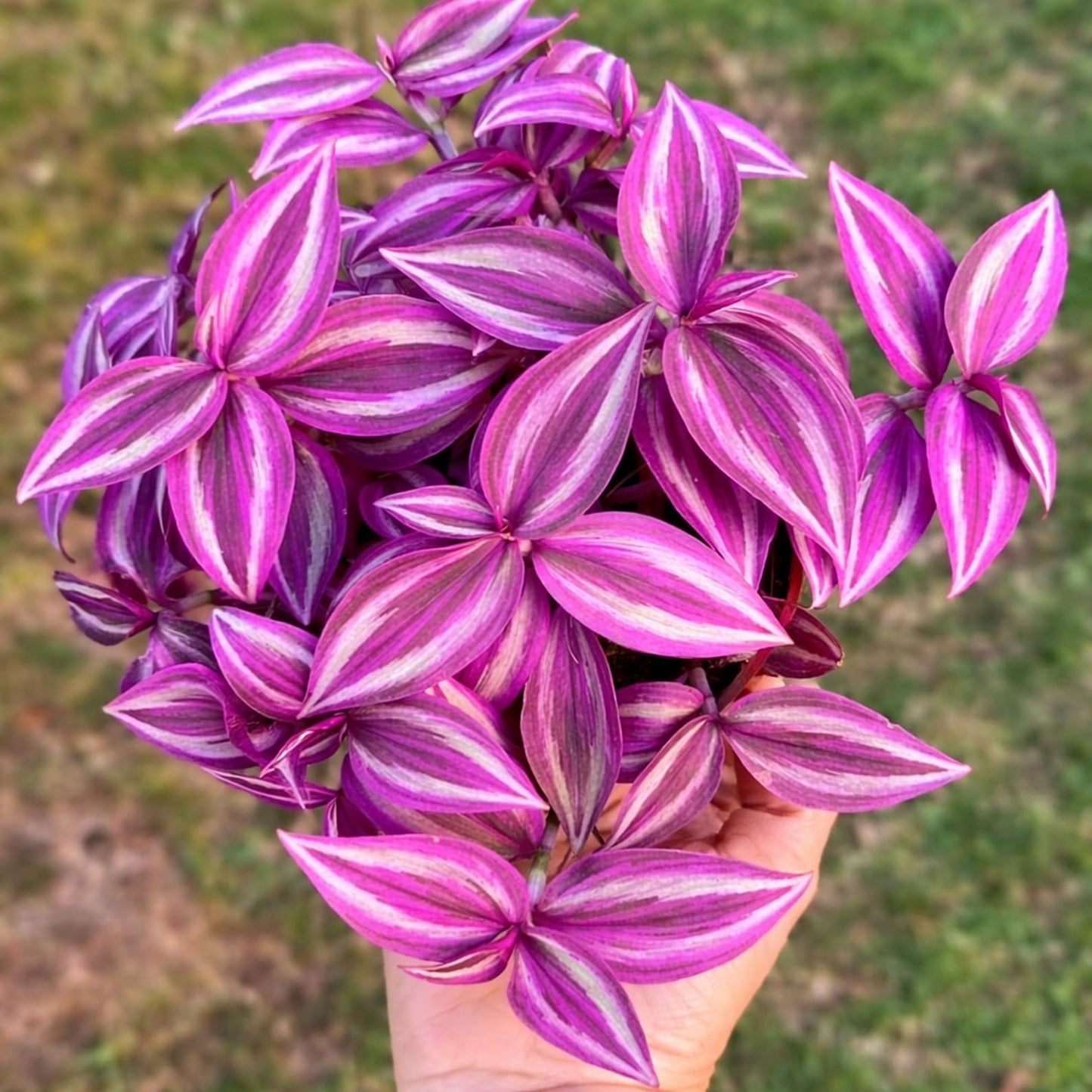 4 Pink Paradise Wandering Jew Cuttings for Growing – Vibrant Pink & Purple Variegated Houseplant – Easy to Grow Indoor Trailing Plant, Tradescantia