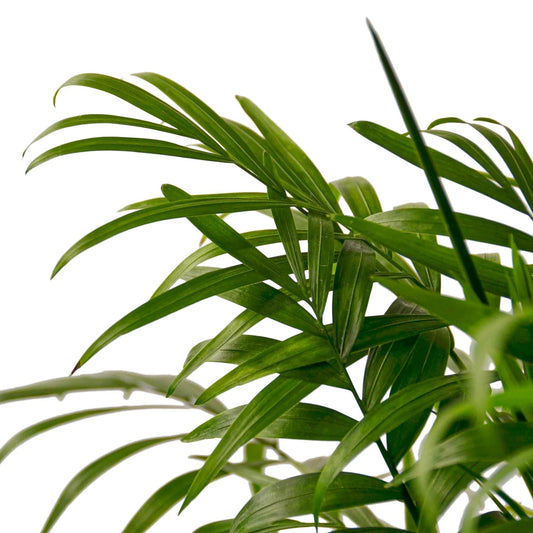 Palm 'Parlor' | Live Plant for Indoor & Outdoor | for Living Room, Office, Bathroom | (6" Pot, White Cylinder)