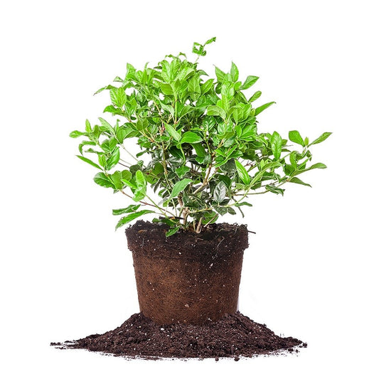 Spring Bouquet Viburnum 3 Gallon