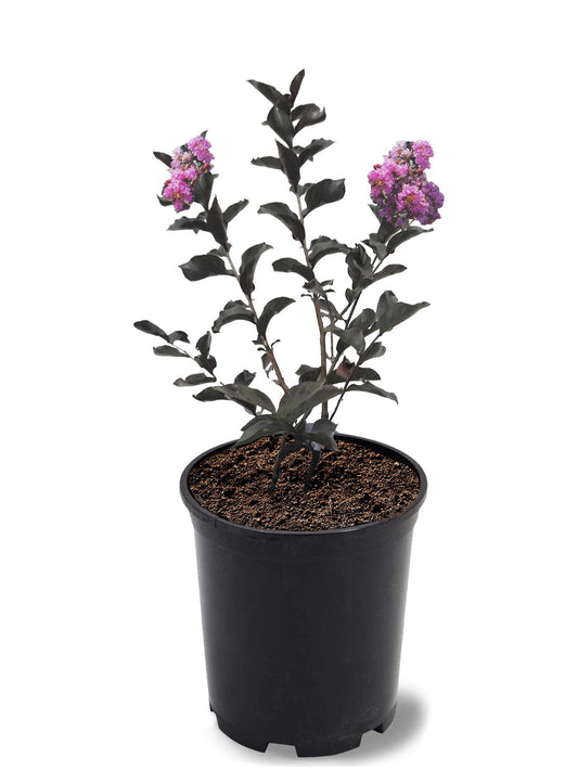 American Plant Exchange Black Diamond Purely Purple Crape Myrtle Tree Live, 1-Gallon Pot, 1-1.5ft Tall, Vibrant Purple Flowers, Drought-Tolerant, Large Outdoor Landscape Accent, Year-Round Beauty