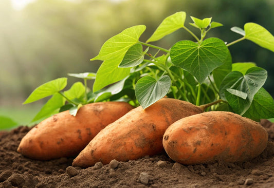 Orange Sweet Potato Slips for Planting - Orange Flesh and Meat | High-Yield Garden Variety | Excellent Flavor & Storage | Non-GMO, Untreated (3 Plants)
