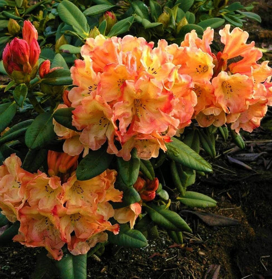 Live Plant - Honey BUTTERAzalea RhododendronSTARTER Plant