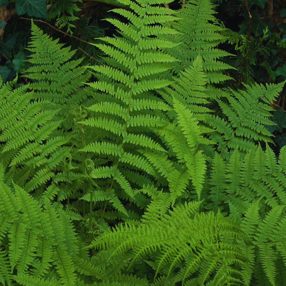 5 Fern Rhizomes, Ostrich Fern Plants Live, Live Fern Plants, Fern Ground Cover Plants Live, Fern Live Plants, 5 Roots