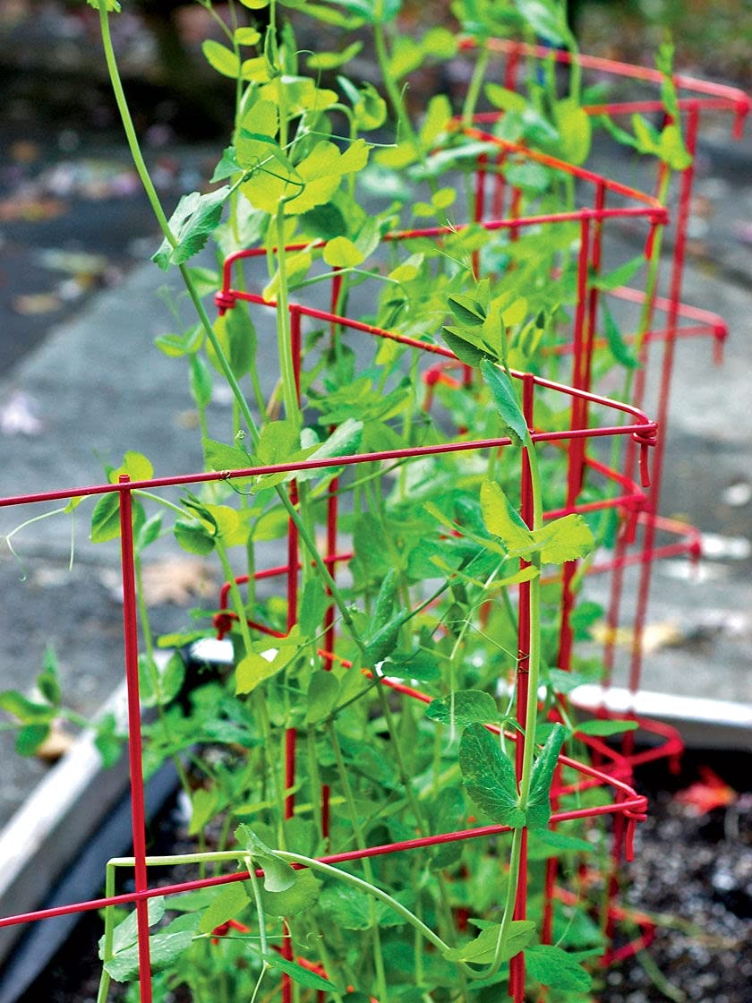 Gardeners Supply Company Sturdy Expandable Tall Pea Trellis for Climbing Plants | Multi-Use Heavy Duty Outdoor Garden Peas, Tomato, Cucumber Steel Plant Support | 9'-8" L x 37" H - Red