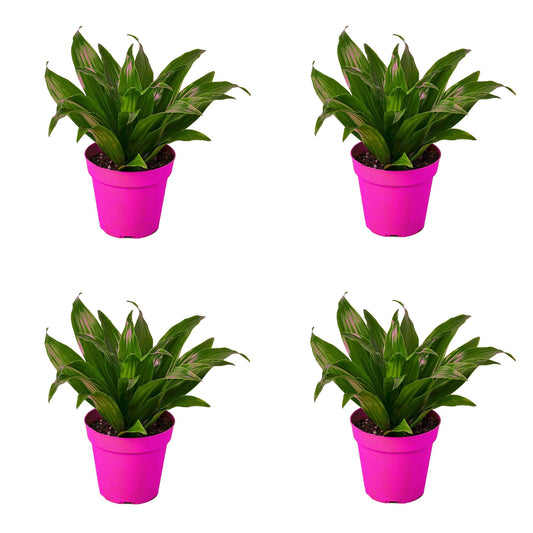 4 Pack Dracaena 'Janet Craig' in 3in Pot - Live Plants Tropical Houseplants | Variegated | USA Growers | The Snobby Leaf