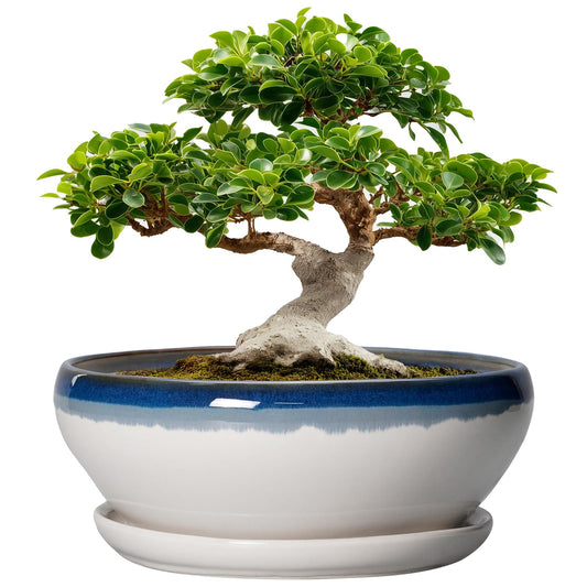 SQOWL Bonsai Tree Pots - 12 Inch Ceramic Succulent Planters, Large Bonsai Pot with Drainage Hole and Tray, Shallow Planter Indoor, Bowl Round Planter, Home Decor, Plant Lover Gift, Blue Off-White
