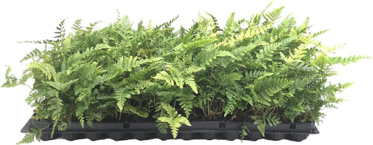 Autumn Fern | 10 Live Plants | Dryopteris Erythrosora | Lush Green Foliage | Easy to Grow | Perfect for Indoor and Outdoor Gardens | Vibrant Seasonal Color