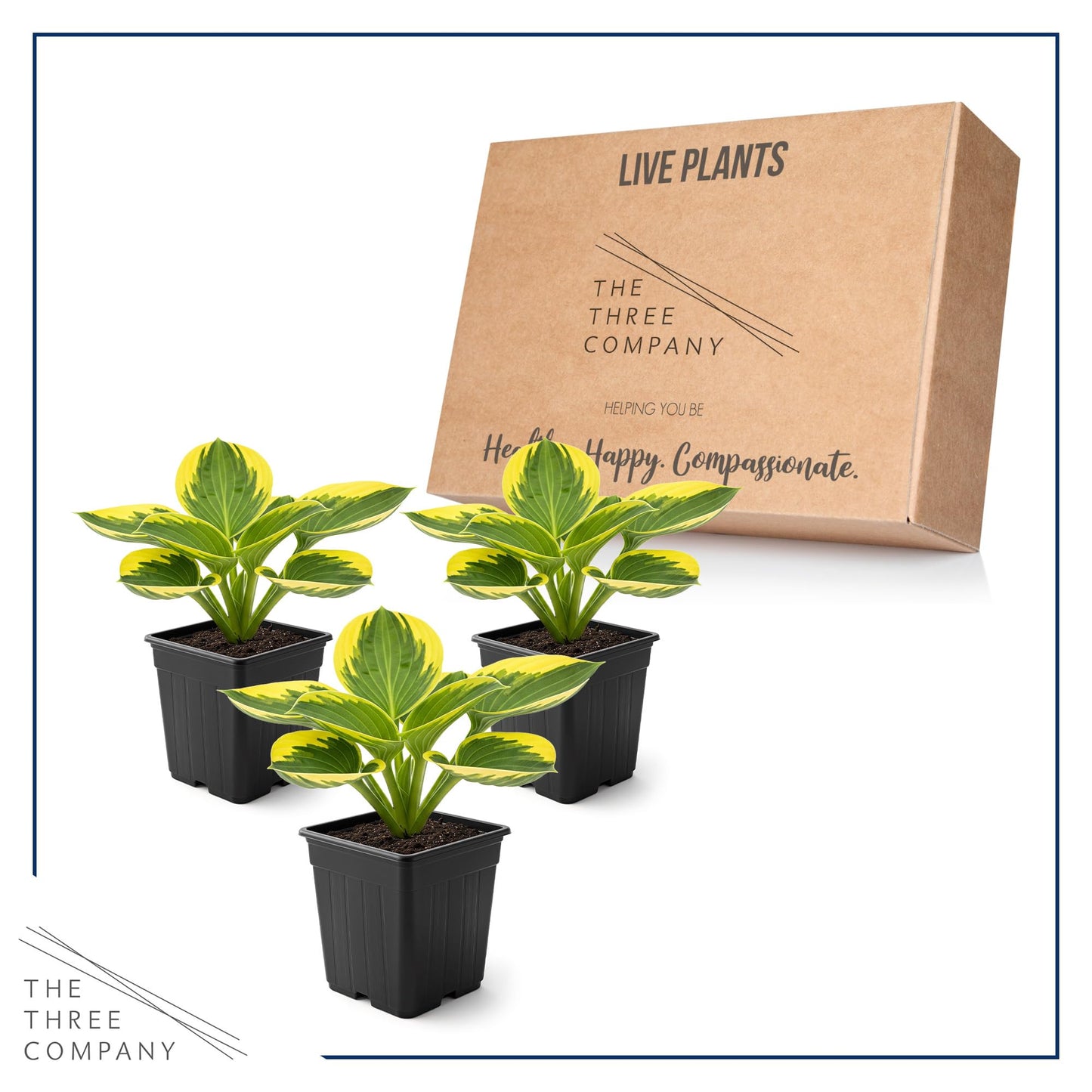Live Perennial Hosta - Queen Josephine (3 Plants Per Pack) Beautiful Accent Plant, 10" Tall by 4" Wide in 1 Qt Pot