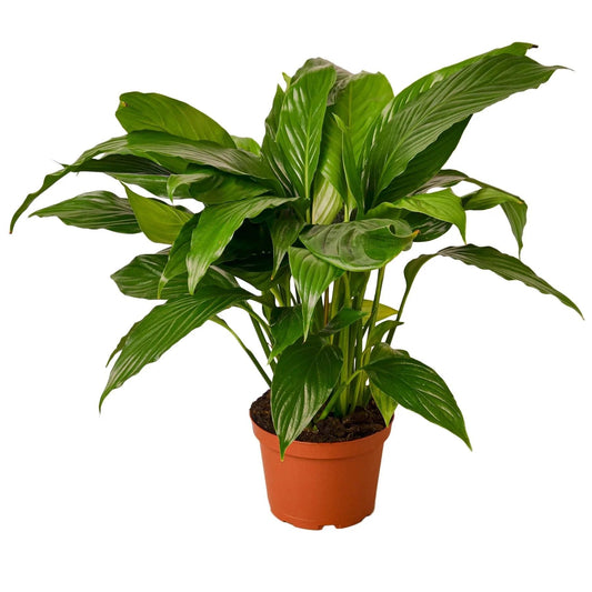 Spathiphyllum 'Peace Lily' | Live Plant for Indoor & Outdoor | for Living Room, Office, Bathroom | (6" Pot)