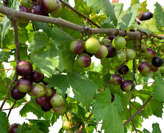 Muscadine Grapes Vine Live Plants Sweet Grapevine Scuppernong Grape Vine, Grapefruit Tree 4-6 Inch Tall, 2 Plants