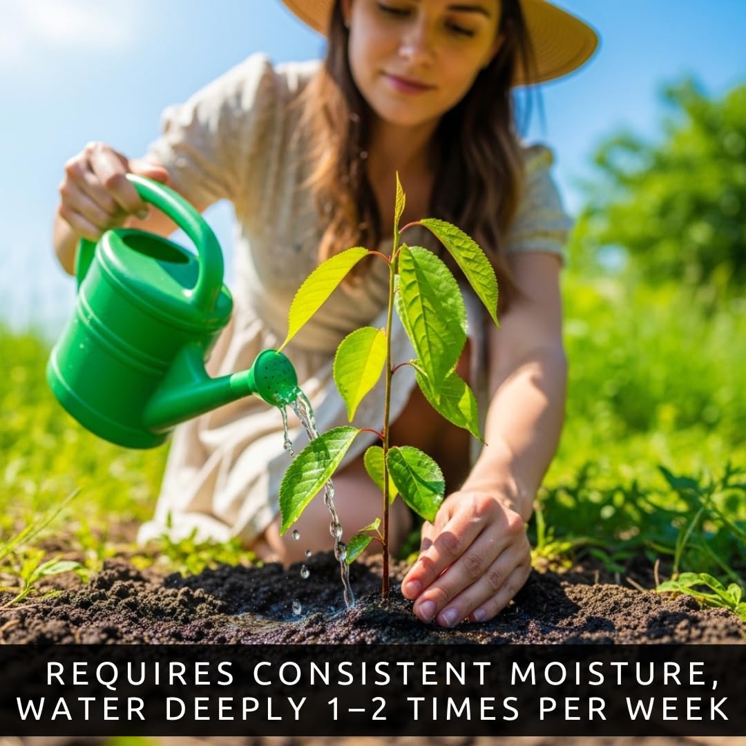 5 Blueberry Live Plant Seedlings for Growing (High Bush Blueberry) - Grow Delicious Blue Berry Bush Patch 5 Live Blueberry Plants - Ships Bare Root, No Pots Included