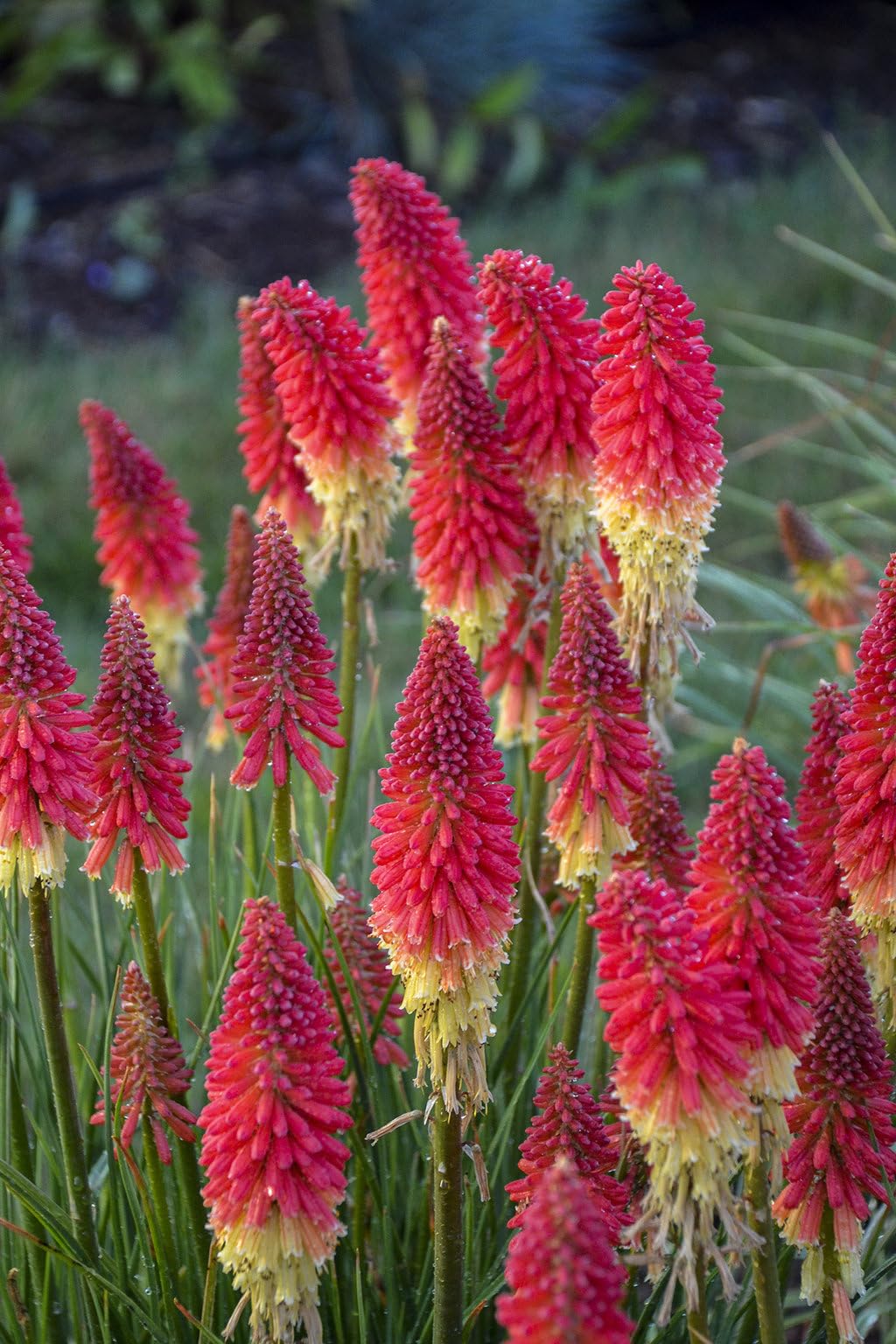 Live Plant from Green Promise Farms - Kniphofia Pyromania 'Rocket's Red Glare' Red Hot Poker, Multi-Color Flowers - #1 Gallon Container - Does NOT Ship to AZ, CA, HI, ID, MT, NV, OR, PR, UT & WA!!