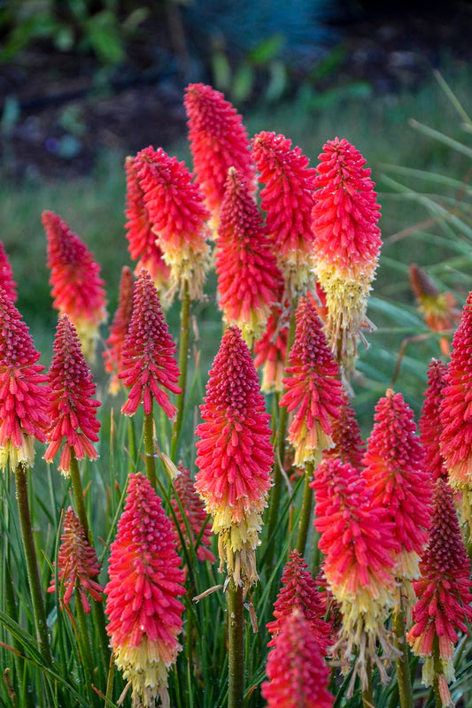 Live Plant from Green Promise Farms - Kniphofia Pyromania 'Rocket's Red Glare' Red Hot Poker, Multi-Color Flowers - #1 Gallon Container - Does NOT Ship to AZ, CA, HI, ID, MT, NV, OR, PR, UT & WA!!
