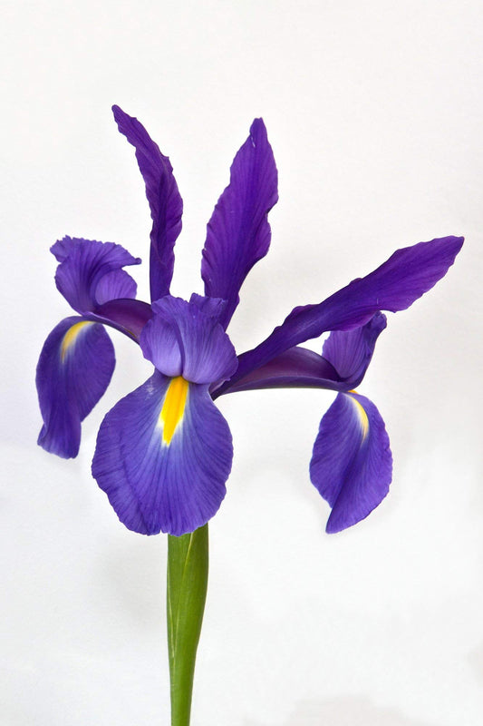 Dutch Iris Sapphire Beauty Bulbs, 25-Count, Violet-Blue Perennial Flowers with Yellow Accents
