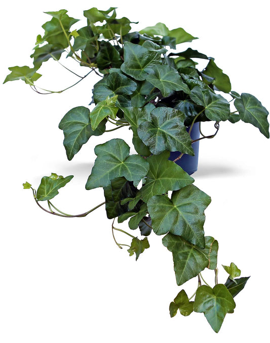 Live Ivy Plant, Hedera Helix, English Ivy, Trailing Indoor Plant, Housewarming Gift, Plant Lover Gift, Live Home Decor, Father's Day Gift Plant in 6" Pot