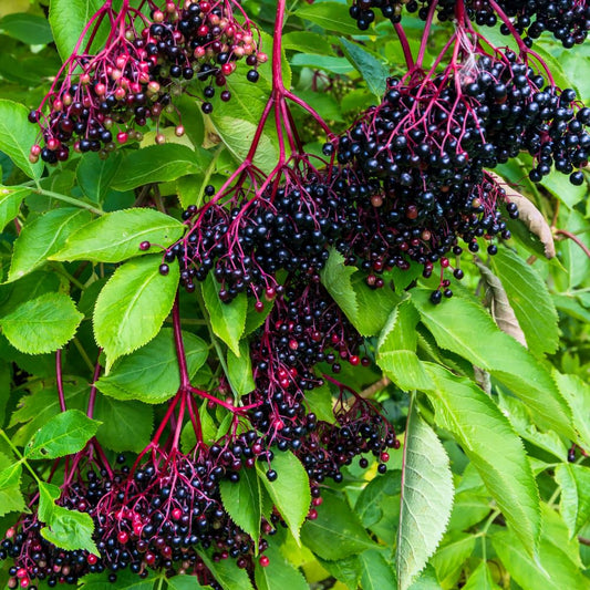 Elderberry Plants Live for Planting, Elderberry Bushes Live Plant in One Gallon Pot, Cold Hardy and Perennial Shrub for Outdoor Garden, 2-3 Feet Tall